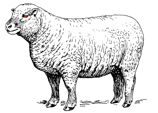 Evil-Sheep-animation